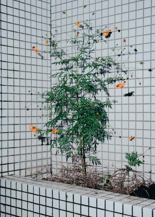 Super Special, Issue 10